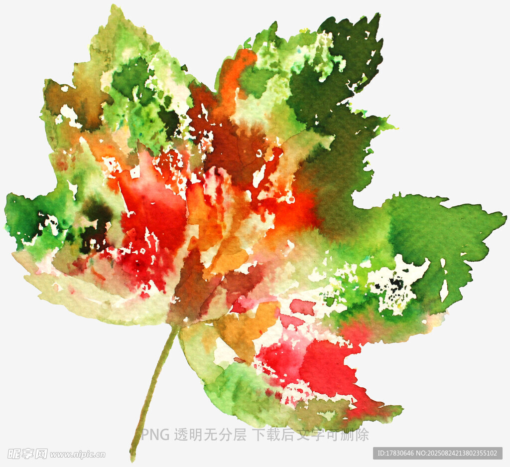 水彩绘枫叶