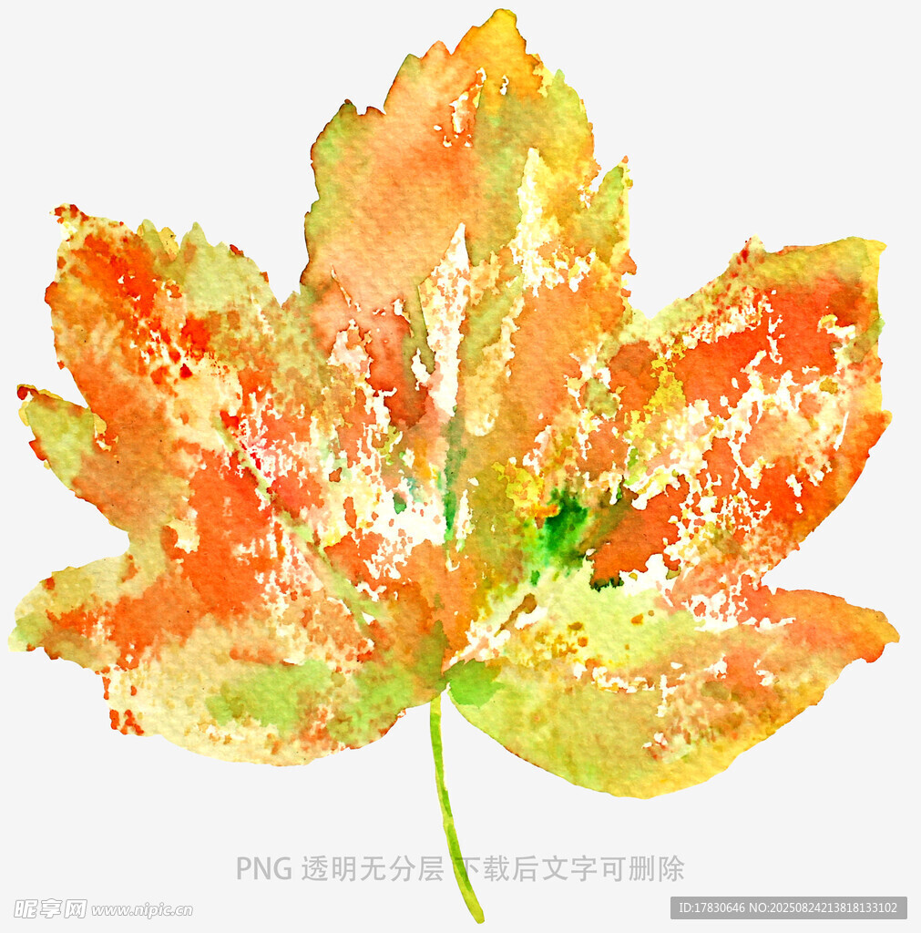 水彩绘就的斑斓枫叶