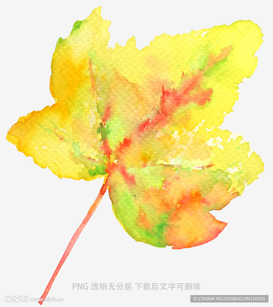 水彩绘就的多彩枫叶