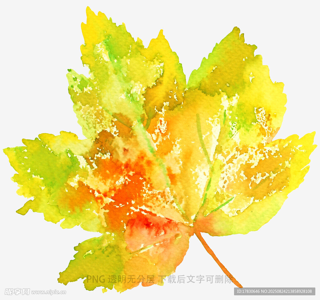 水彩绘就的多彩枫叶