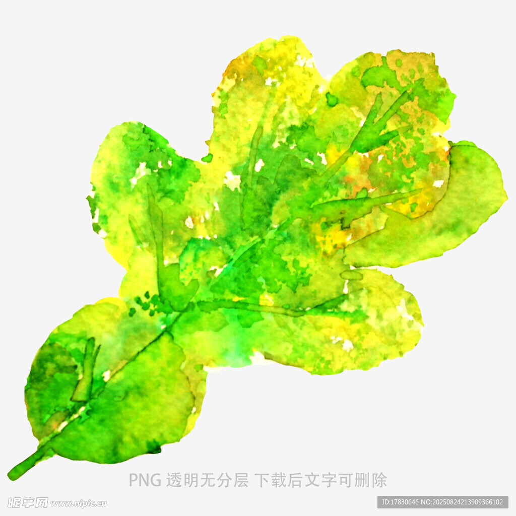水彩绘绿色叶片
