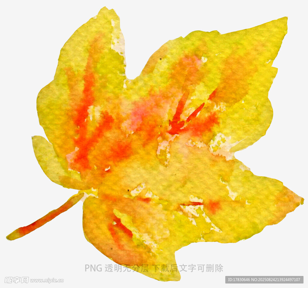 水彩绘就的金黄枫叶