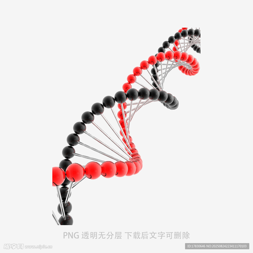 DNA双螺旋结构模型