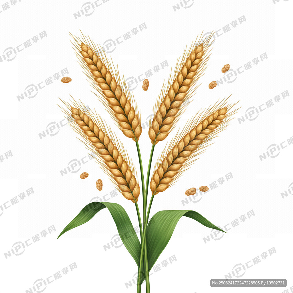 荞麦穗插画  白底