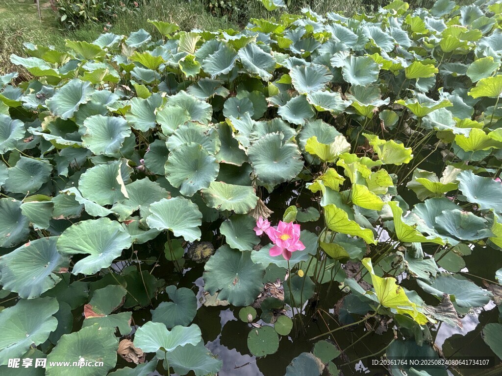 绿叶丛中绽放的娇艳荷花
