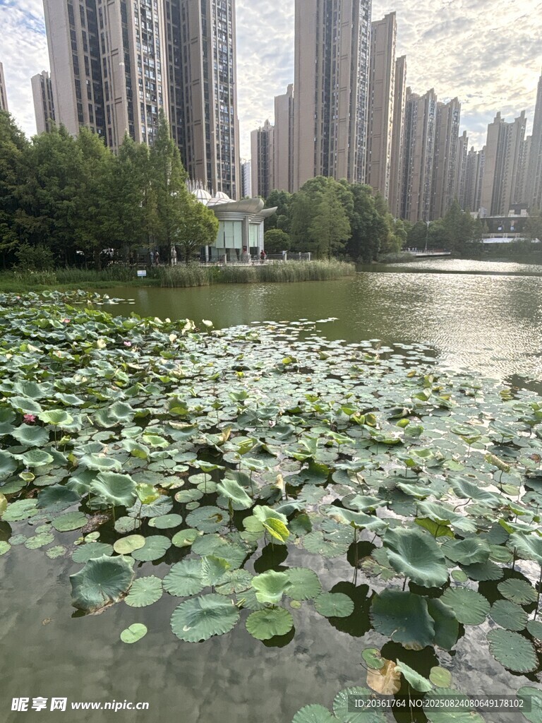 城市湖畔的莲叶景观