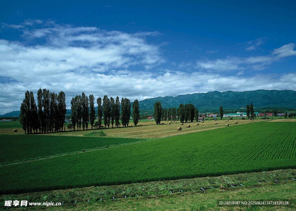 广袤田野与葱郁树木景观