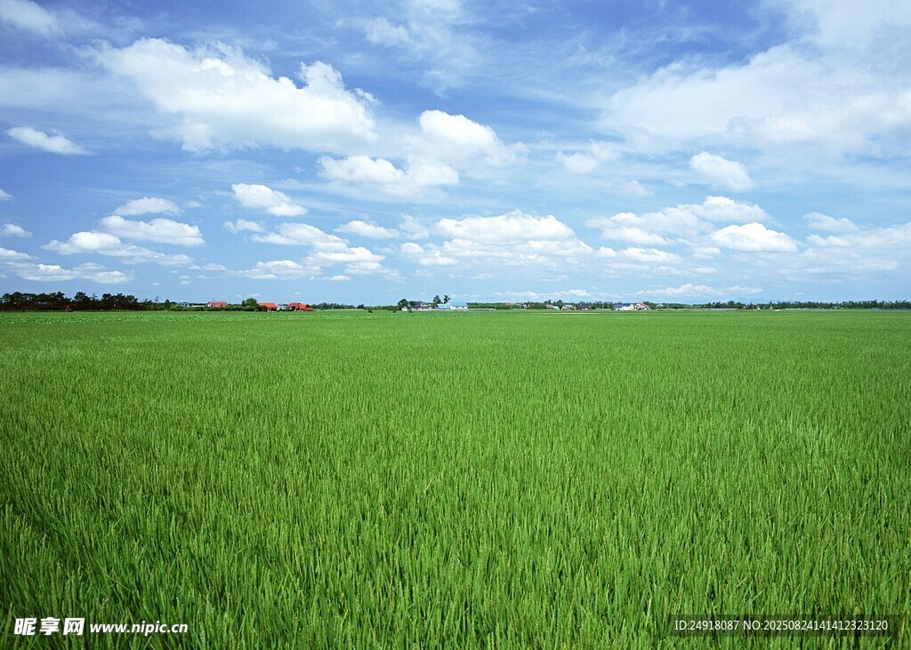 农田风景 田野风光