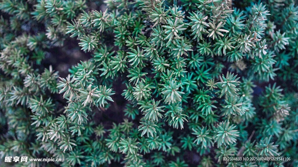 翠绿茂密的植物枝叶