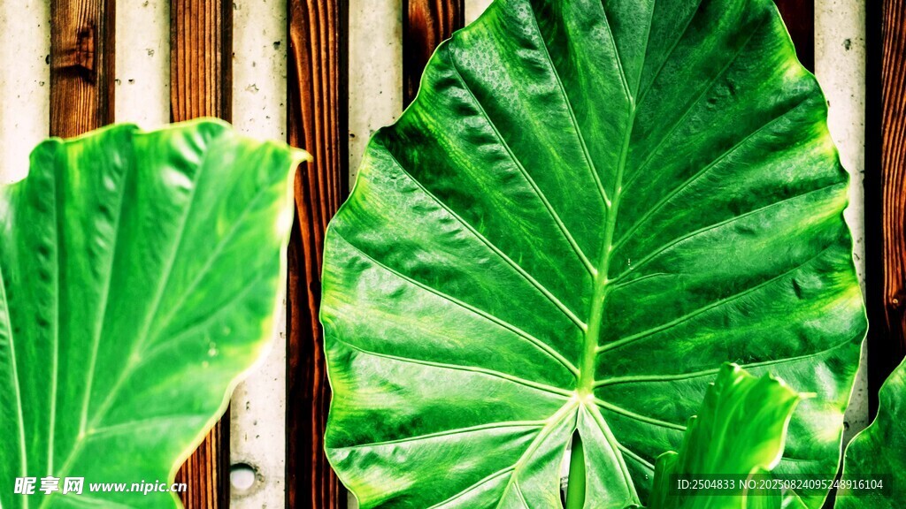 大叶片绿植特写