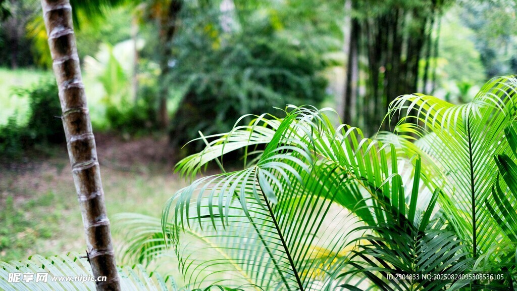 热带绿植景观
