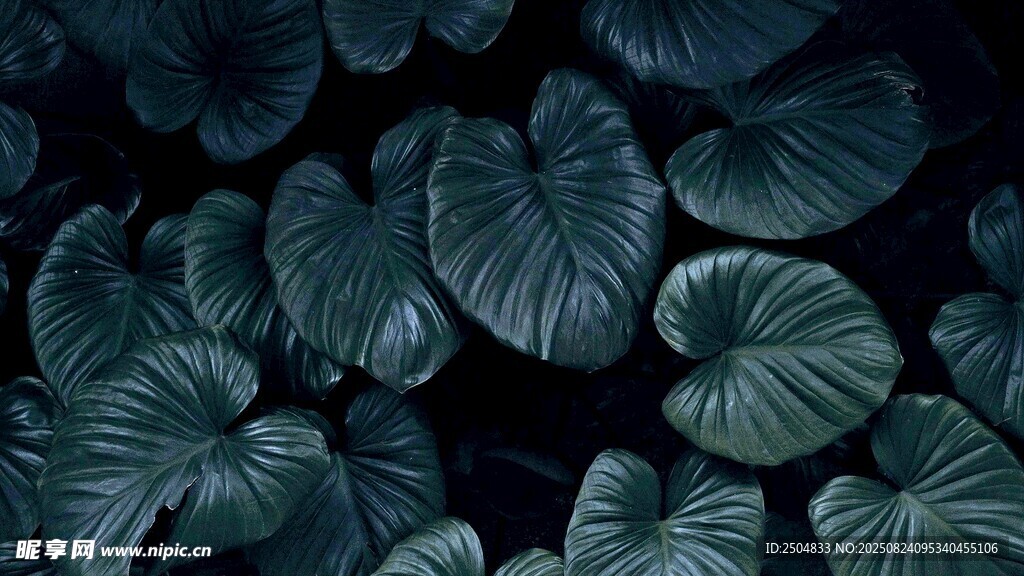 深绿龟背竹叶背景图