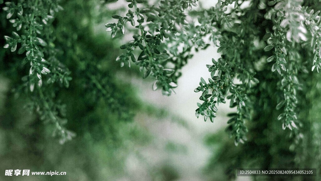 翠绿树叶的清新自然景象