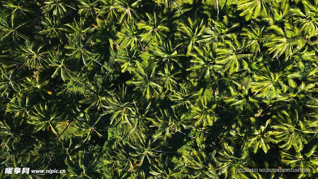 翠绿繁茂植物墙景观