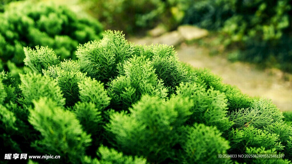 翠绿茂盛的植物景观