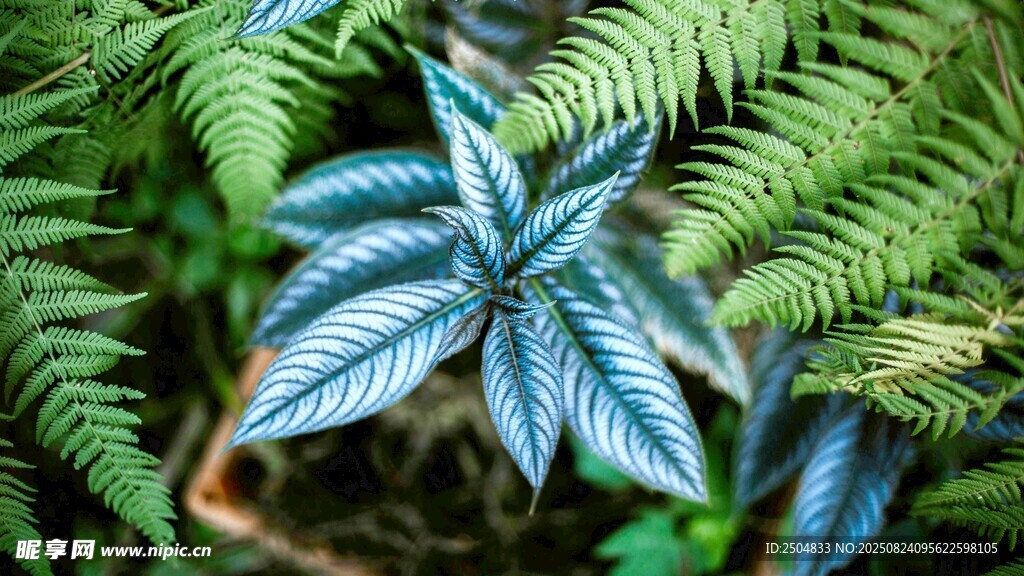 蓝纹绿叶植物特写