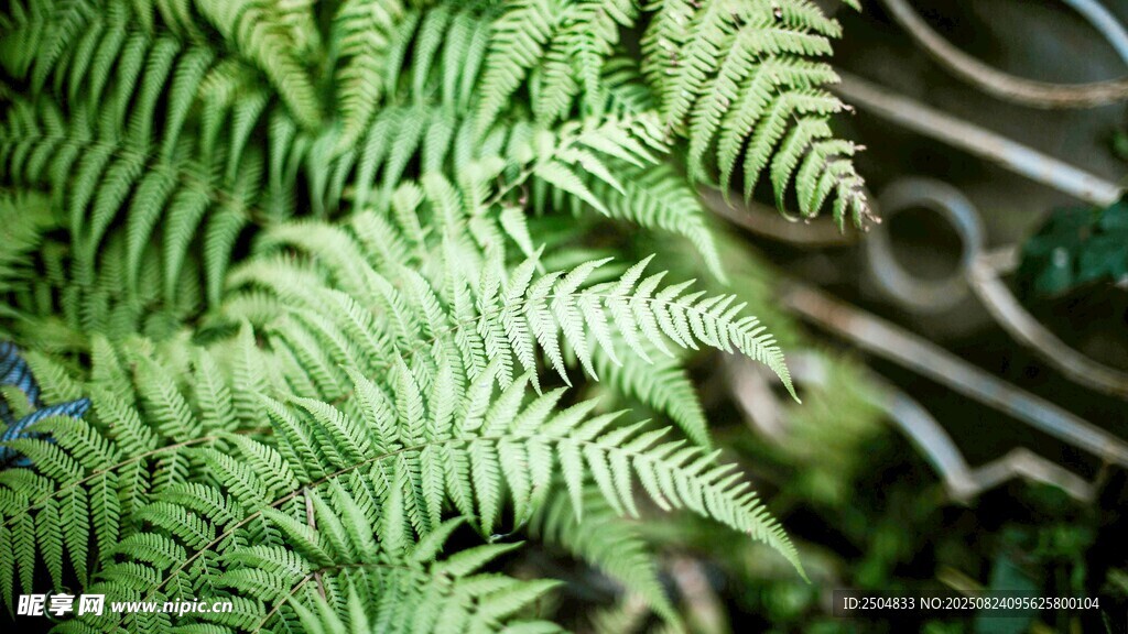 翠绿蕨类植物特写