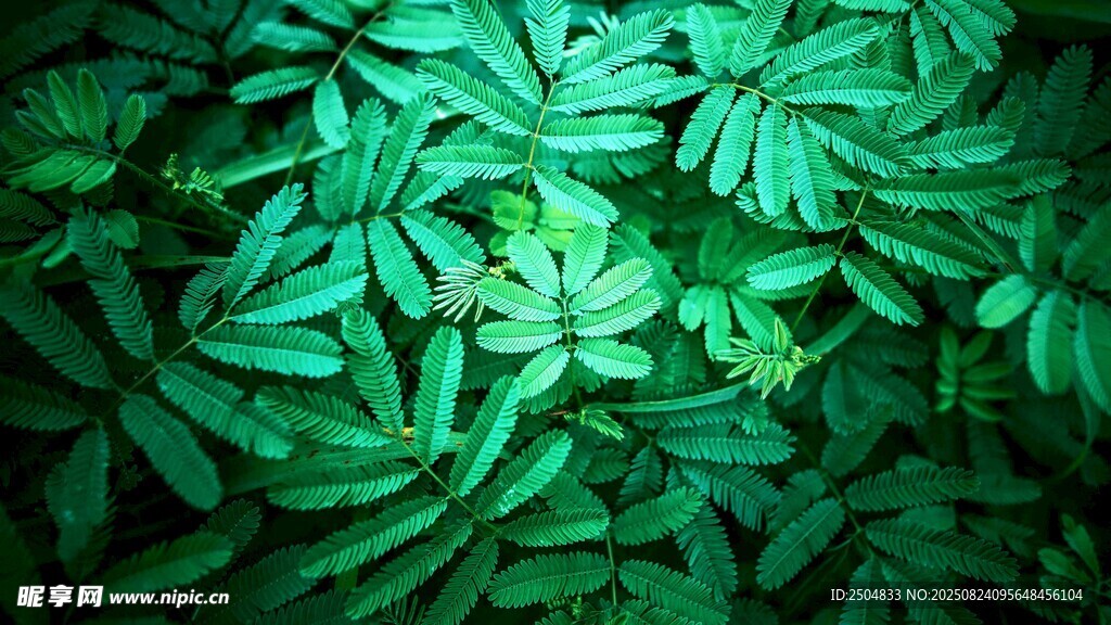 翠绿繁茂的叶片特写