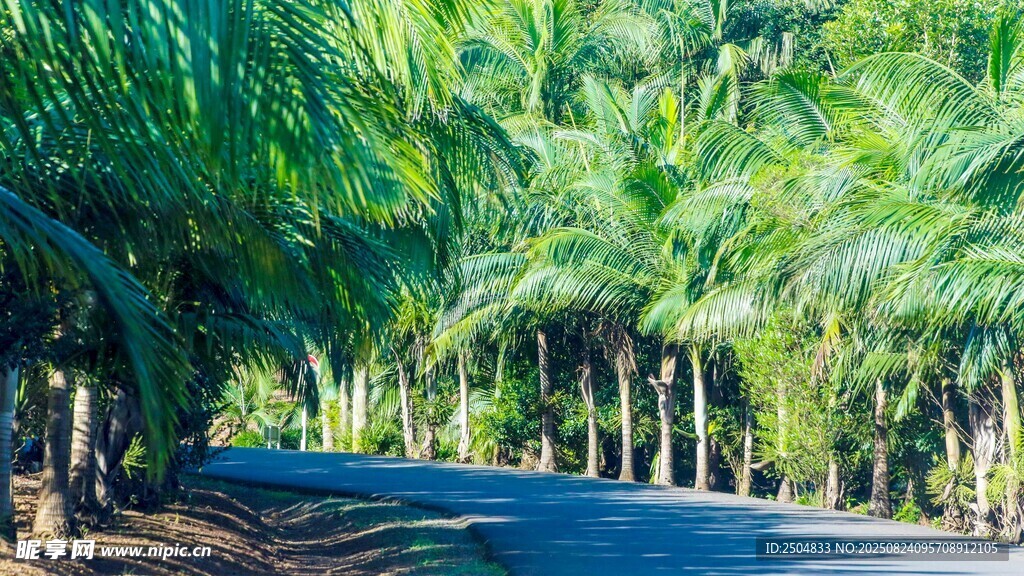 椰林环绕的静谧道路
