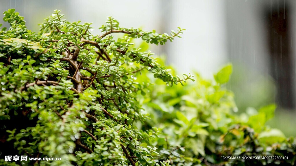 翠绿繁茂的植物枝叶