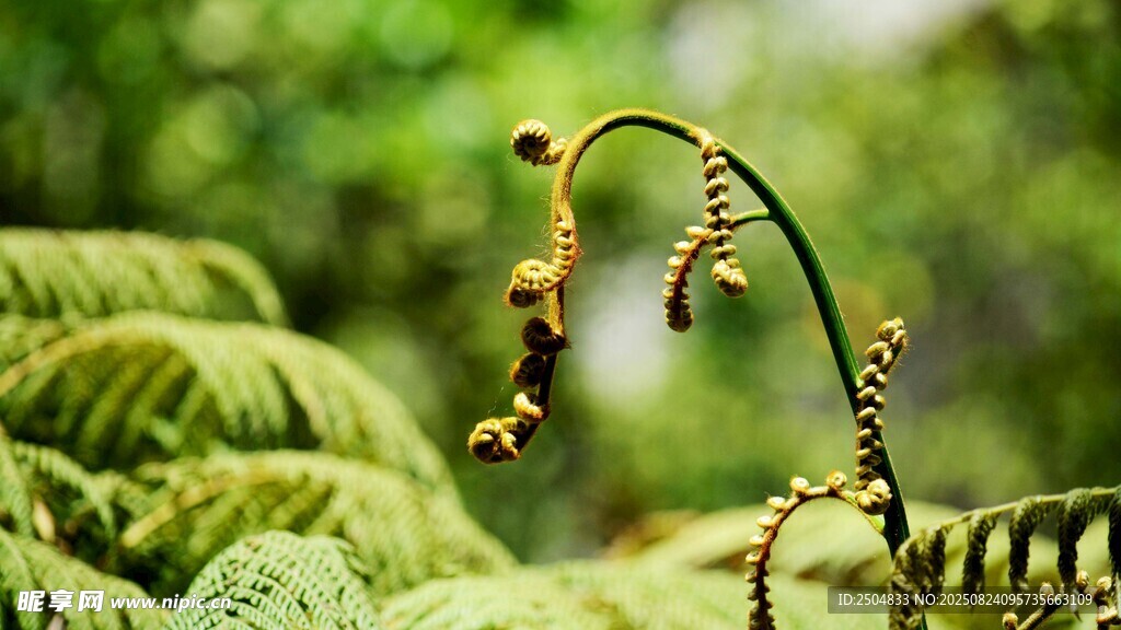 卷曲蕨类植物的自然之美