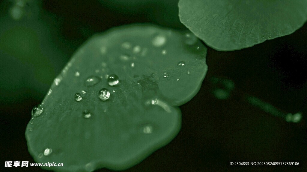 绿叶上的晶莹水珠