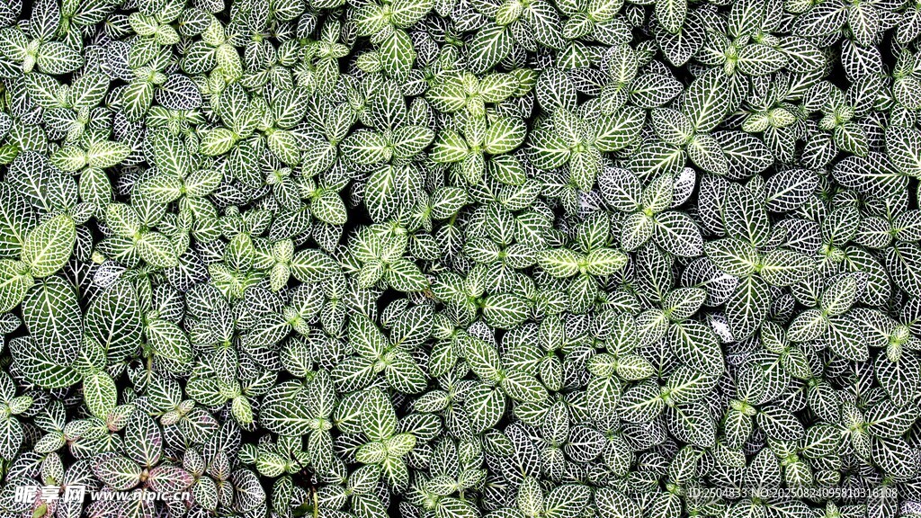 翠绿繁茂的地面植物景观