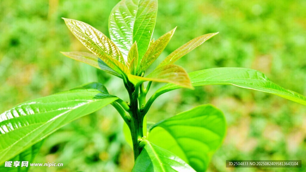 嫩绿植物幼苗特写
