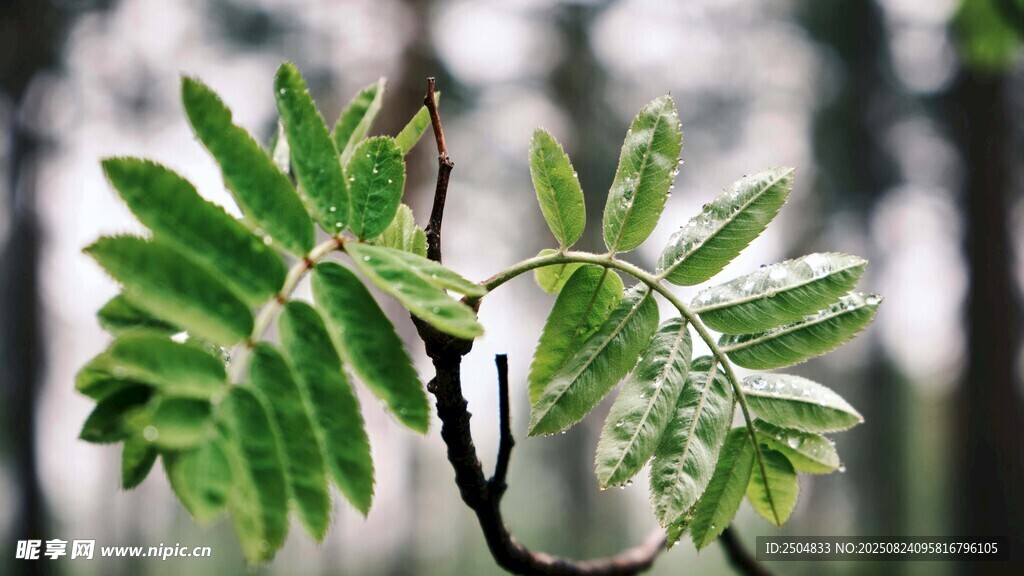 嫩绿叶片的清新植物枝