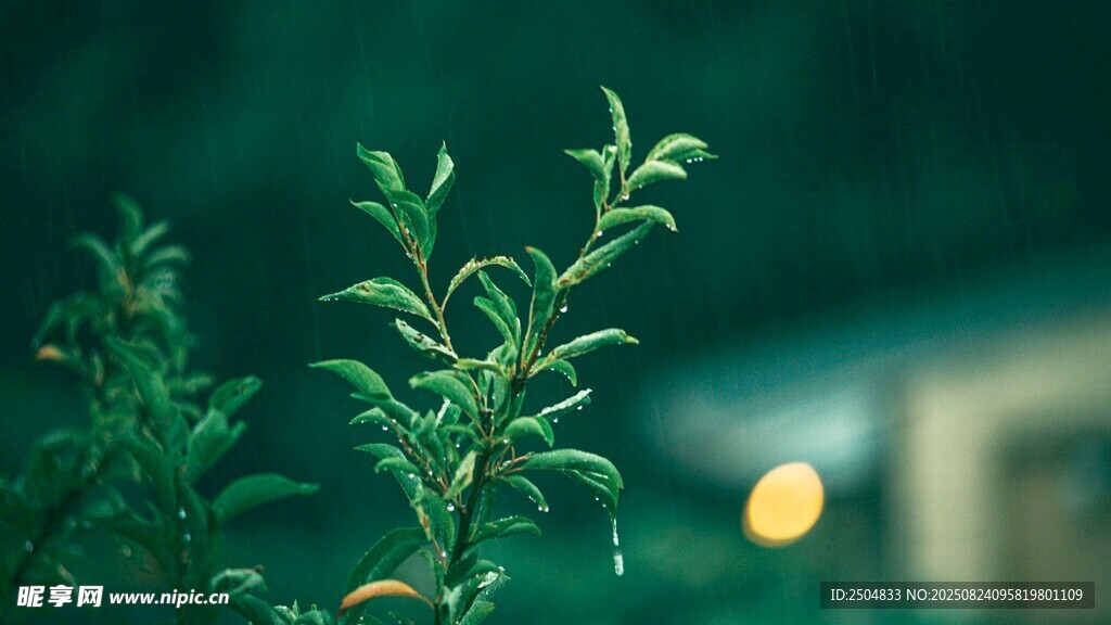 嫩绿枝叶 微光点缀