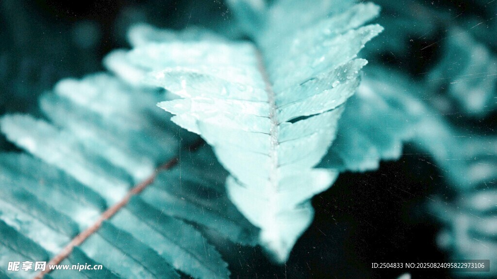 蓝绿色调的蕨类植物叶片