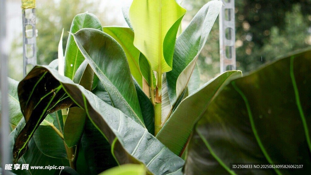 翠绿宽大的热带植物叶片