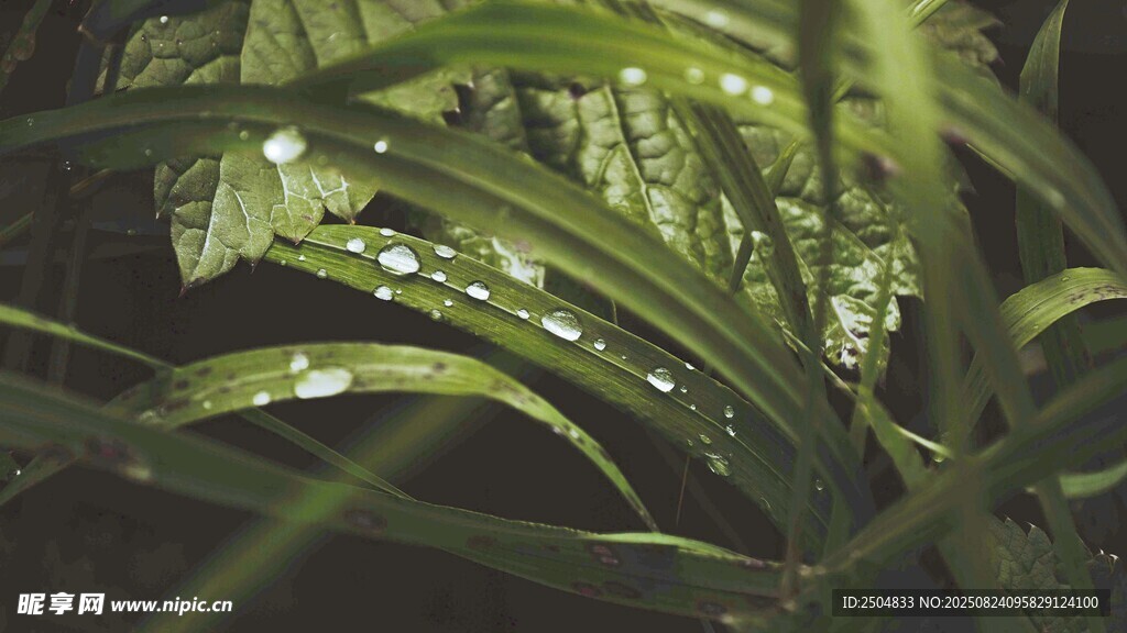 带水珠的翠绿叶片