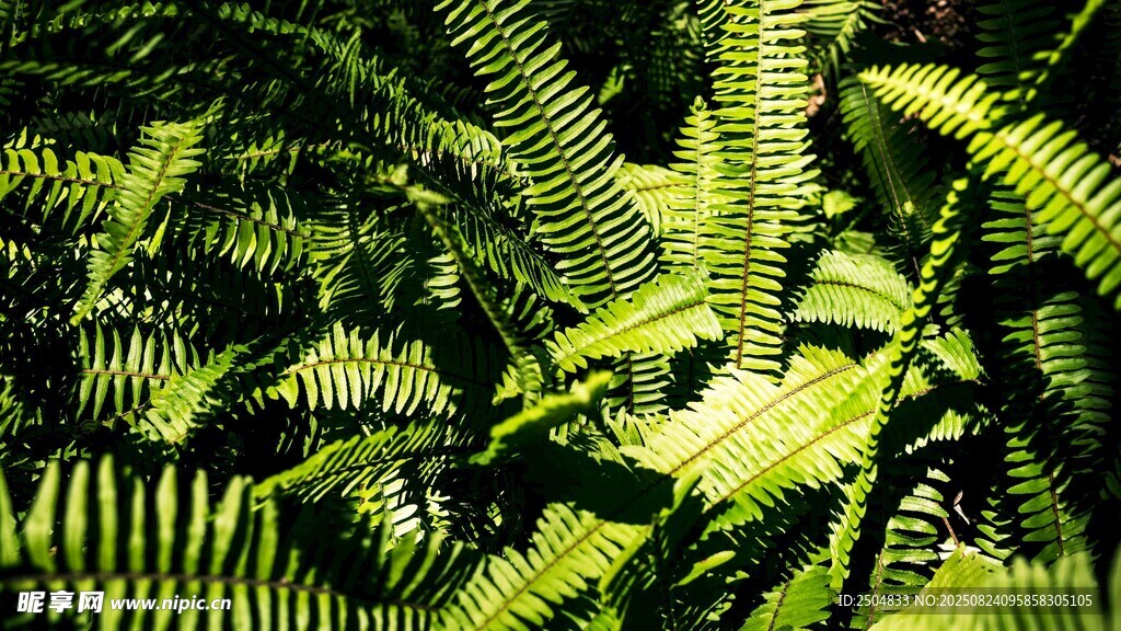 翠绿蕨类植物生机盎然
