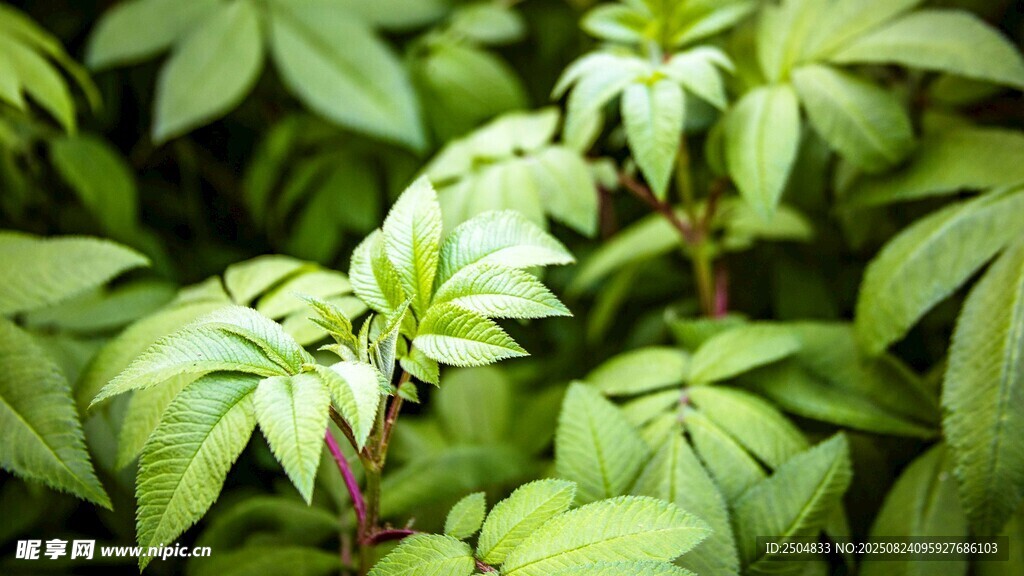 嫩绿植物生机盎然