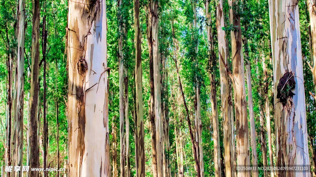 茂密桉树林景观