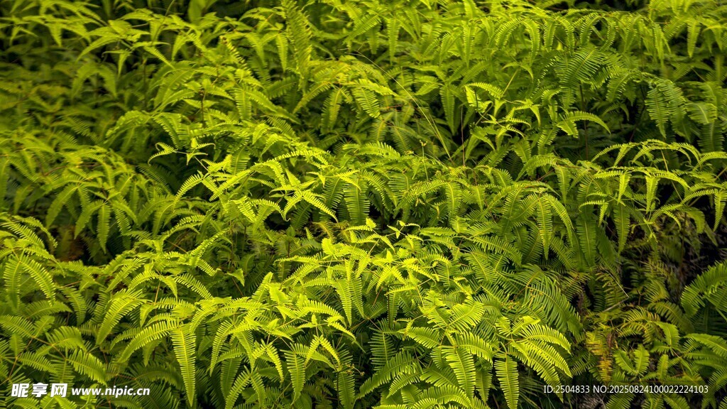 翠绿植物景观
