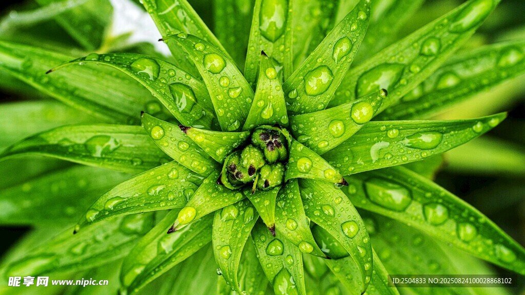 带水珠的翠绿植物叶片