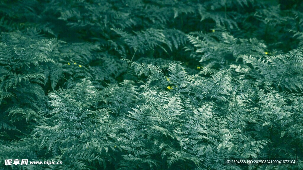 茂密翠绿植被景观