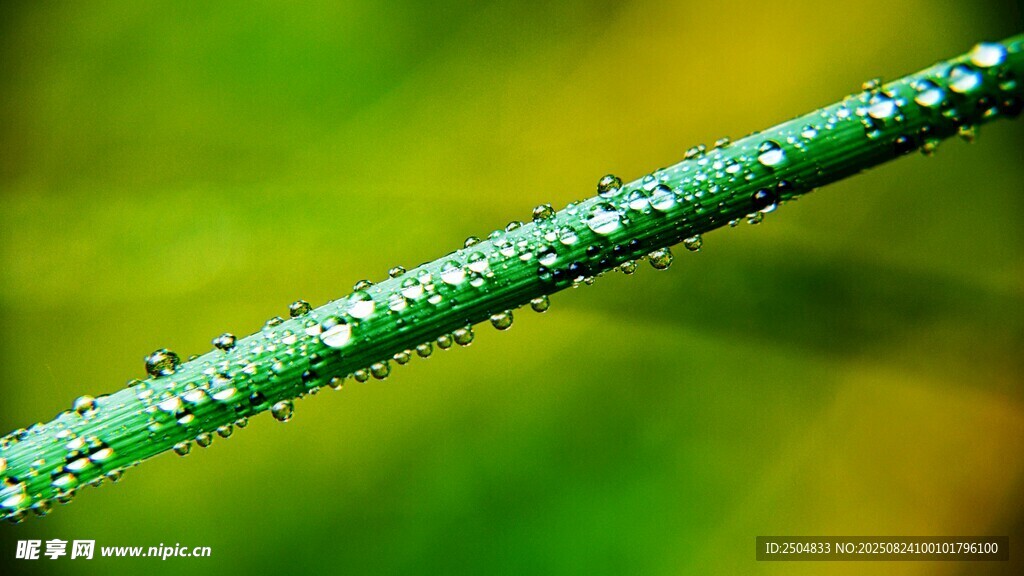 带水珠的翠绿植物枝条