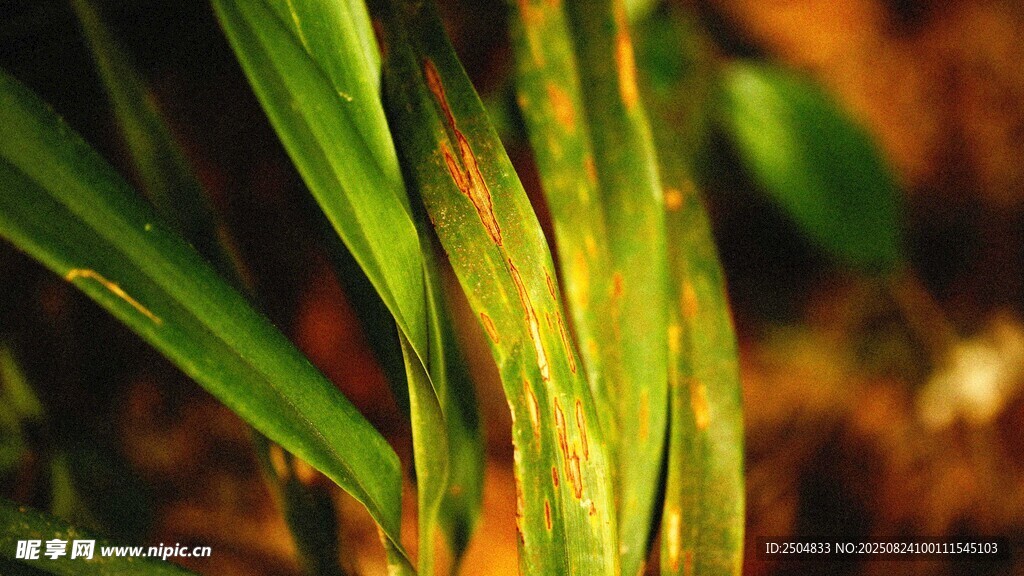 翠绿植物叶片特写