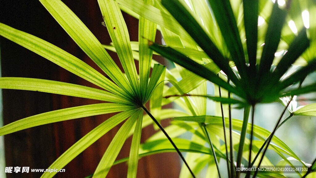翠绿舒展的清新植物叶片