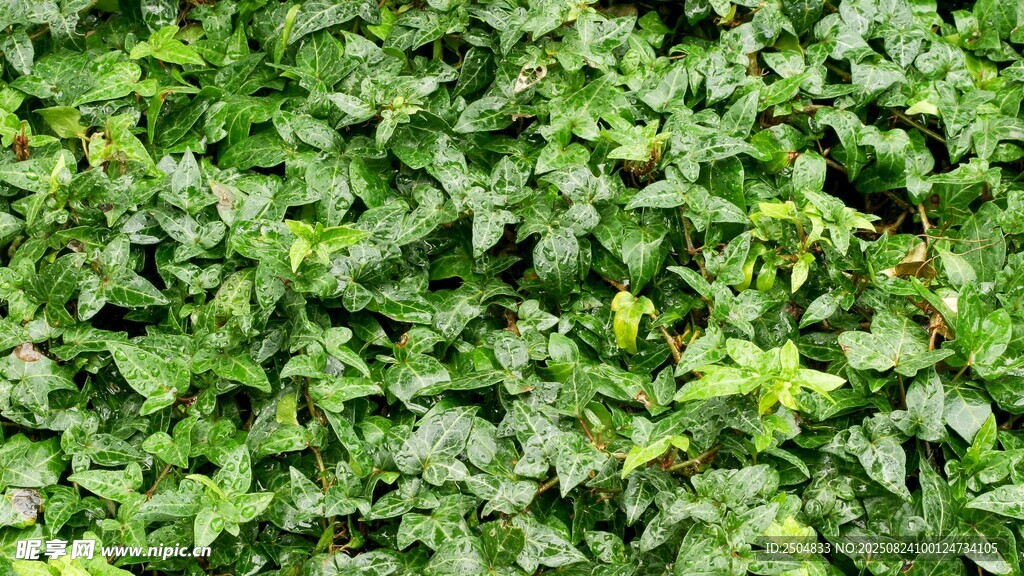 翠绿繁茂的爬藤植物