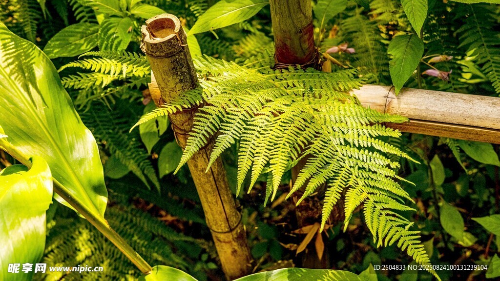翠绿蕨类植物与竹制物件