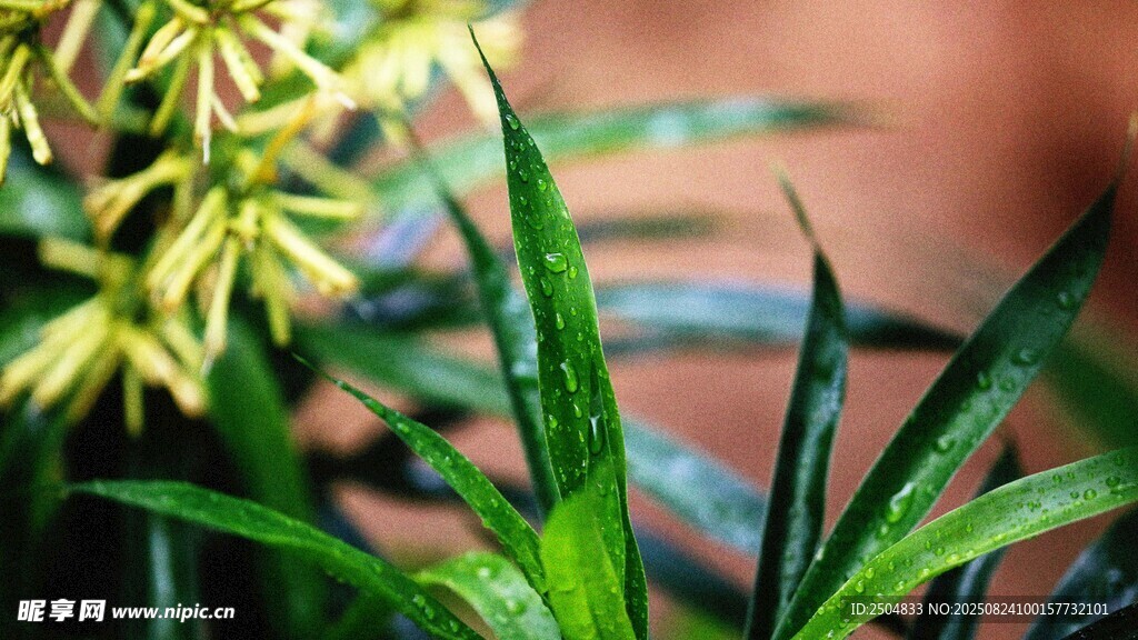 翠绿带露的清新植物