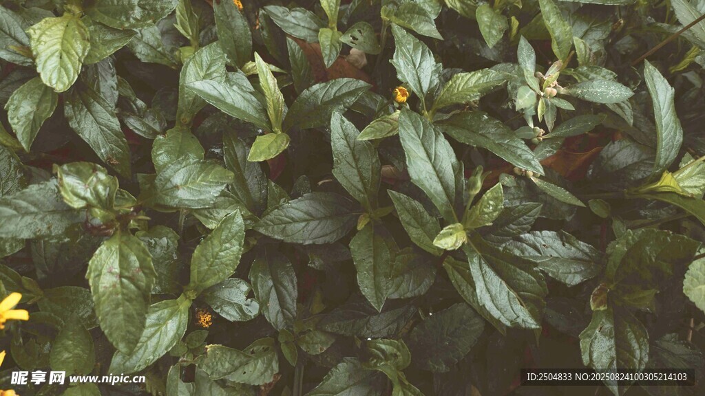 翠绿叶片植物特写