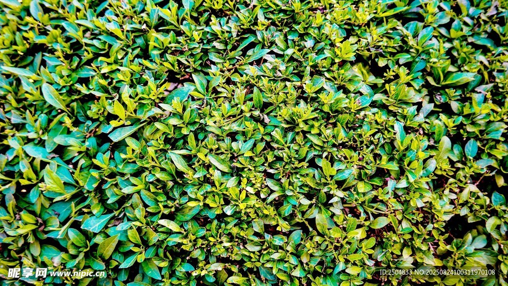 翠绿繁茂的植物景观