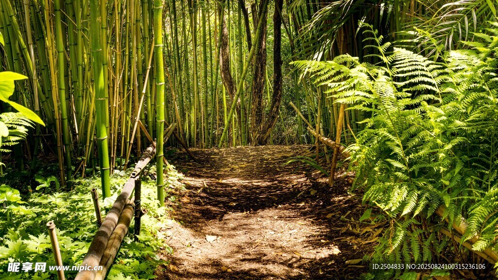 竹林小径 绿意盎然的自然景
