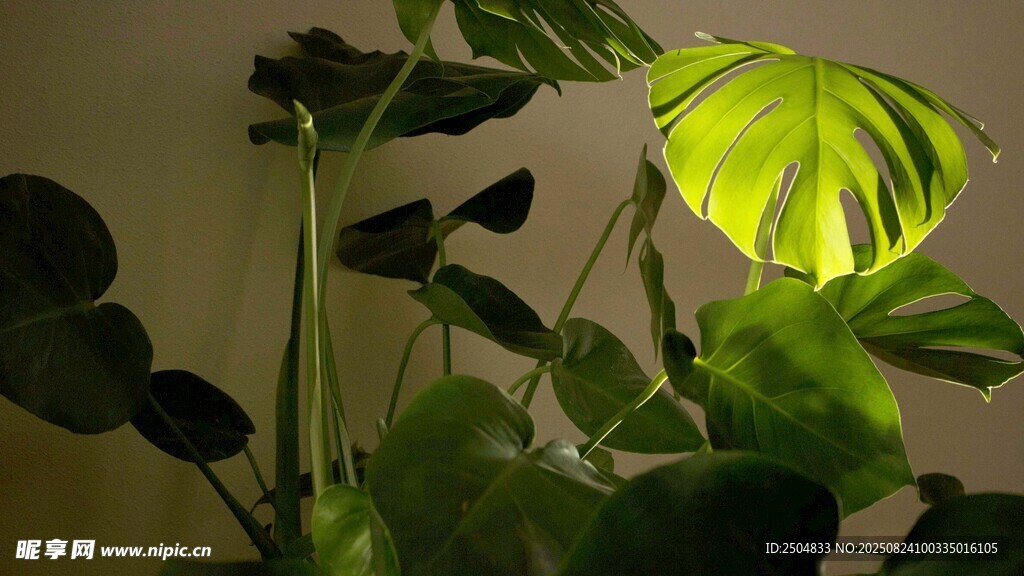 室内绿植特写