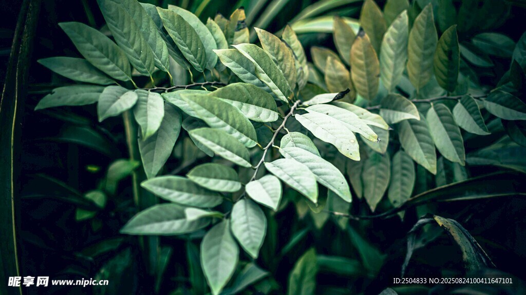 翠绿叶片的植物特写
